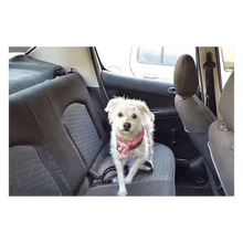 Cargar imagen en el visor de la galería, Correa y Cinturón de Seguridad 2 en 1 para Mascotas